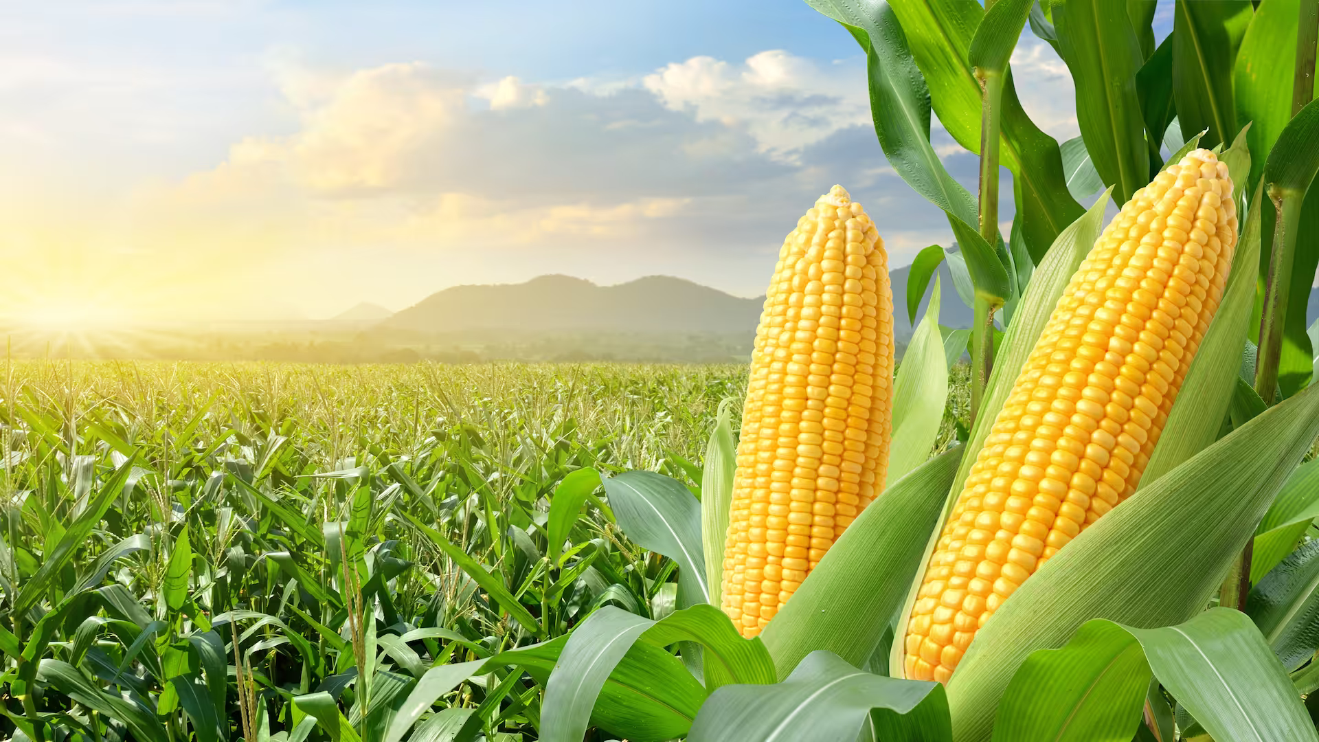 Lush green crops at sunrise